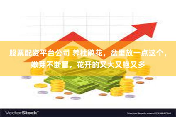 股票配资平台公司 养杜鹃花,盆里放一点这个,嫩芽不断冒,花开的又大又艳又多