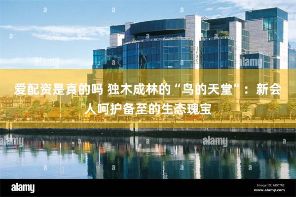爱配资是真的吗 独木成林的“鸟的天堂”：新会人呵护备至的生态瑰宝